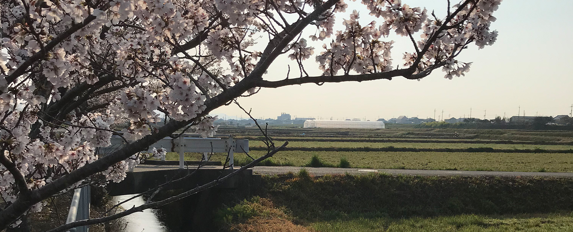 畑のごちそう　風と雲